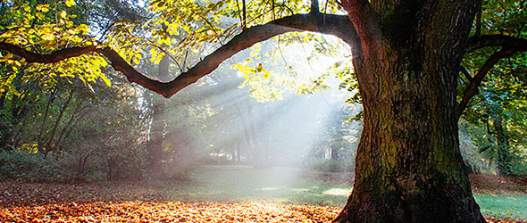 Large tree in park